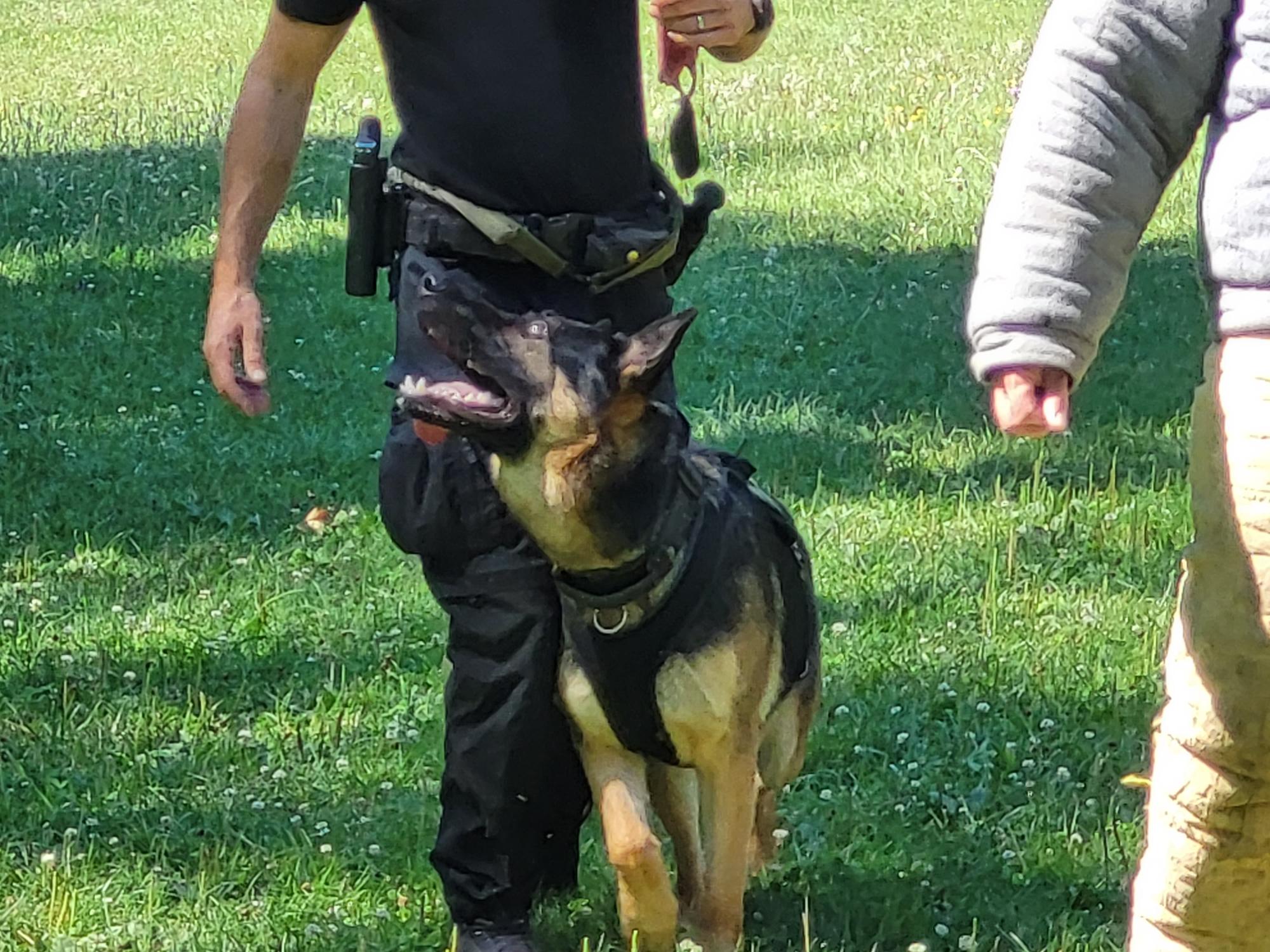 Démonstration de la brigade des chiens de Police 2022