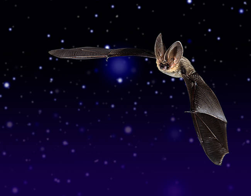 A la découverte des chauves-souris 2020