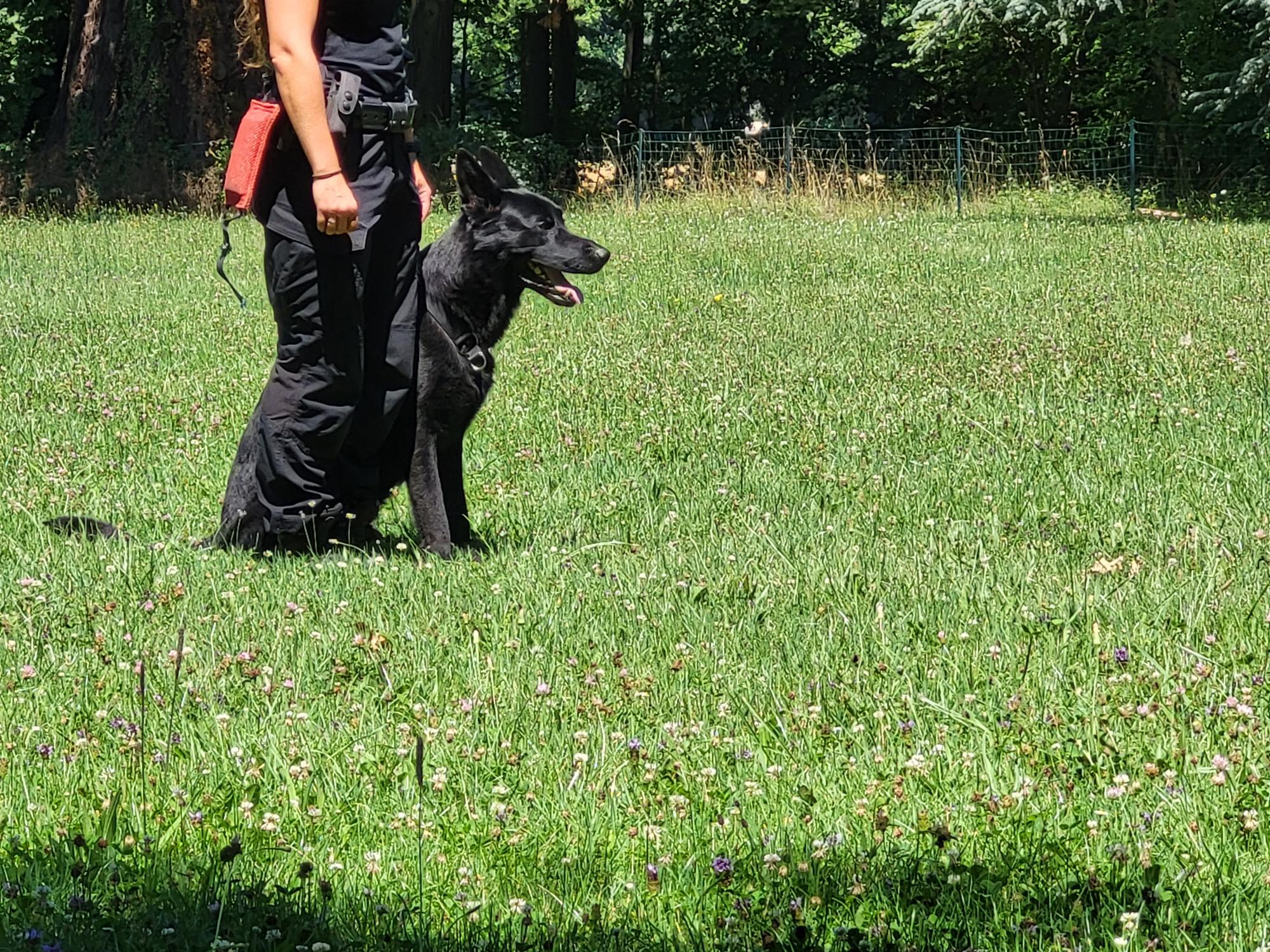 Démonstration de la brigade des chiens de Police 2022