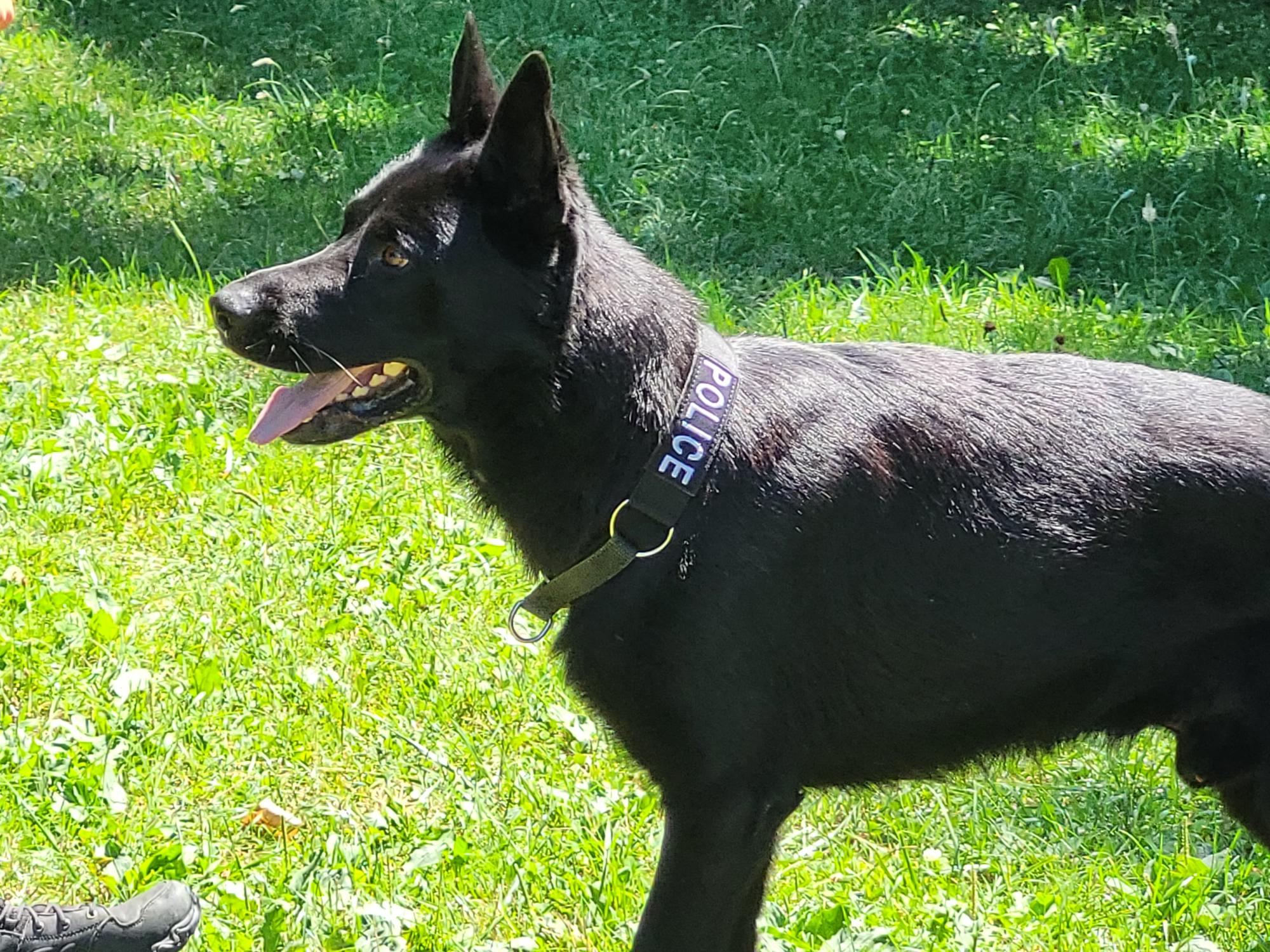 Démonstration de la brigade des chiens de Police 2022