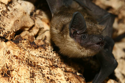 A la découverte des chauves-souris