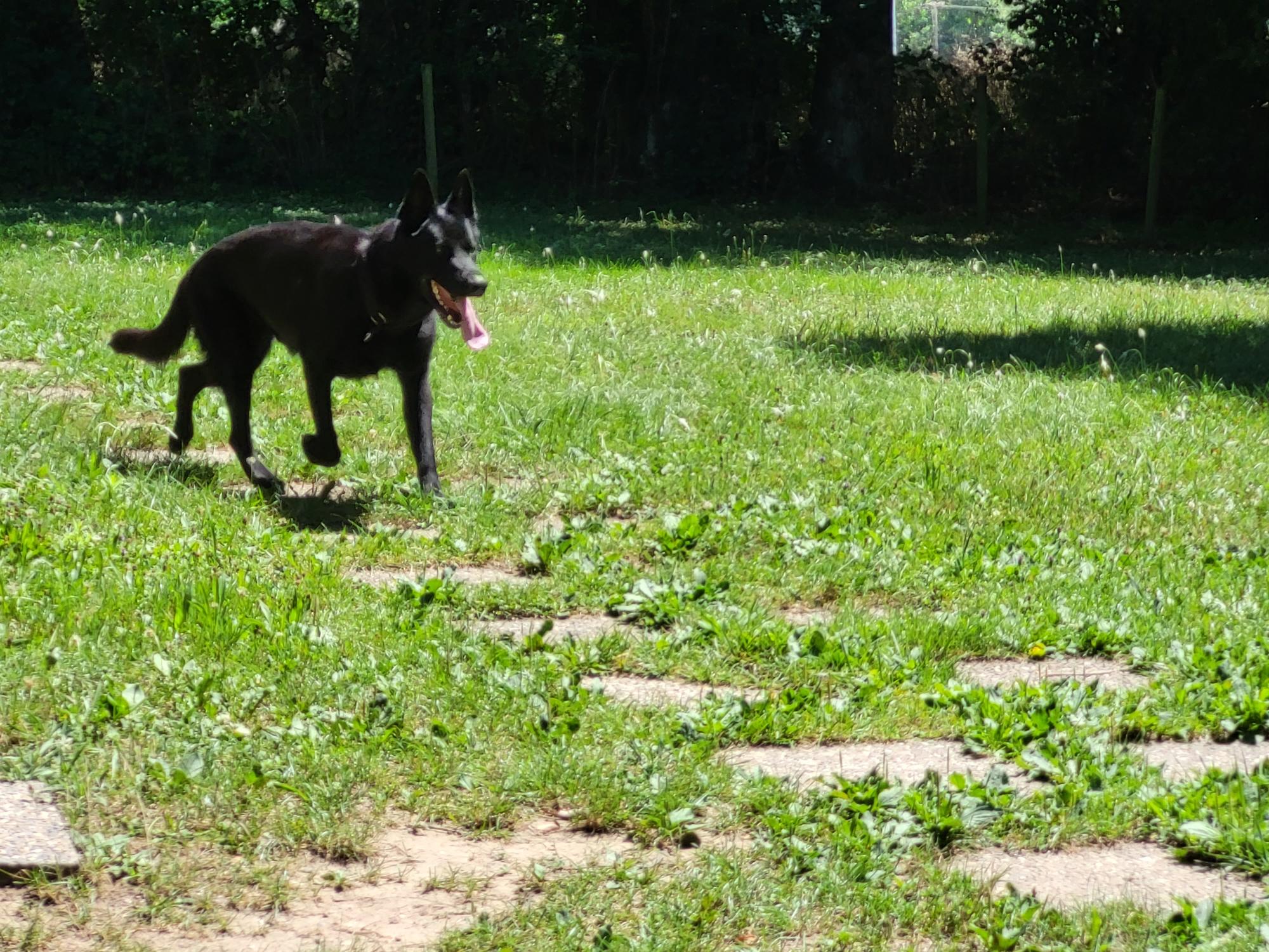 Démonstration de la brigade des chiens de Police 2022