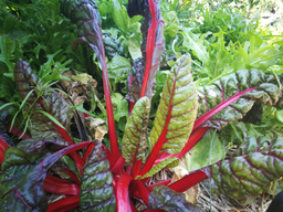 Cuisine dans le potager bio