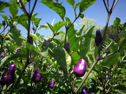 Cuisine dans le potager bio