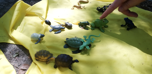 Animaux et plantes de la rivière 2020