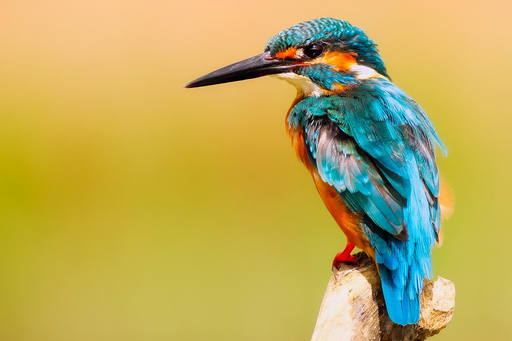 Animaux et plantes de la rivière 2020