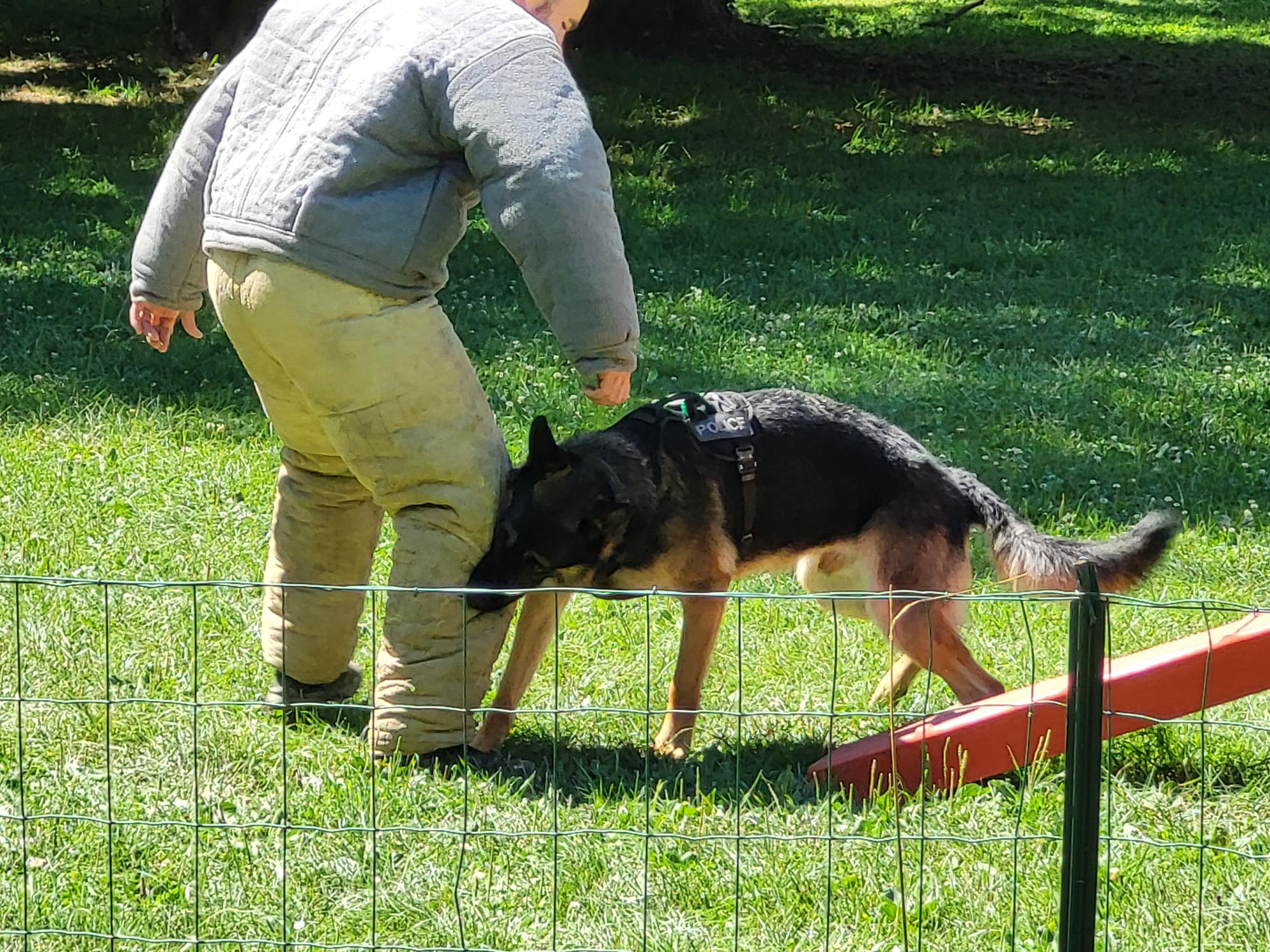 Démonstration de la brigade des chiens de Police 2022