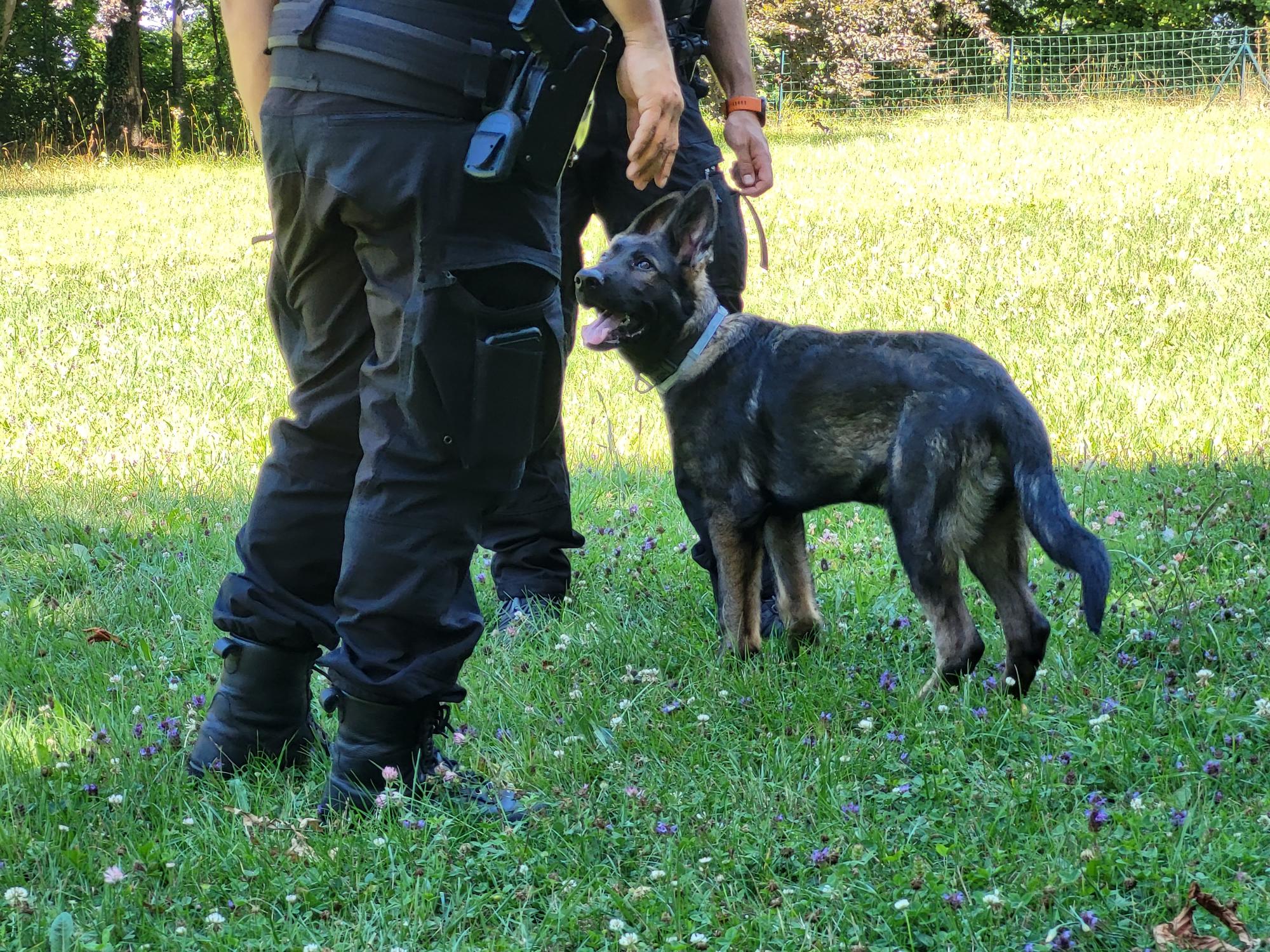 Démonstration de la brigade des chiens de Police 2022