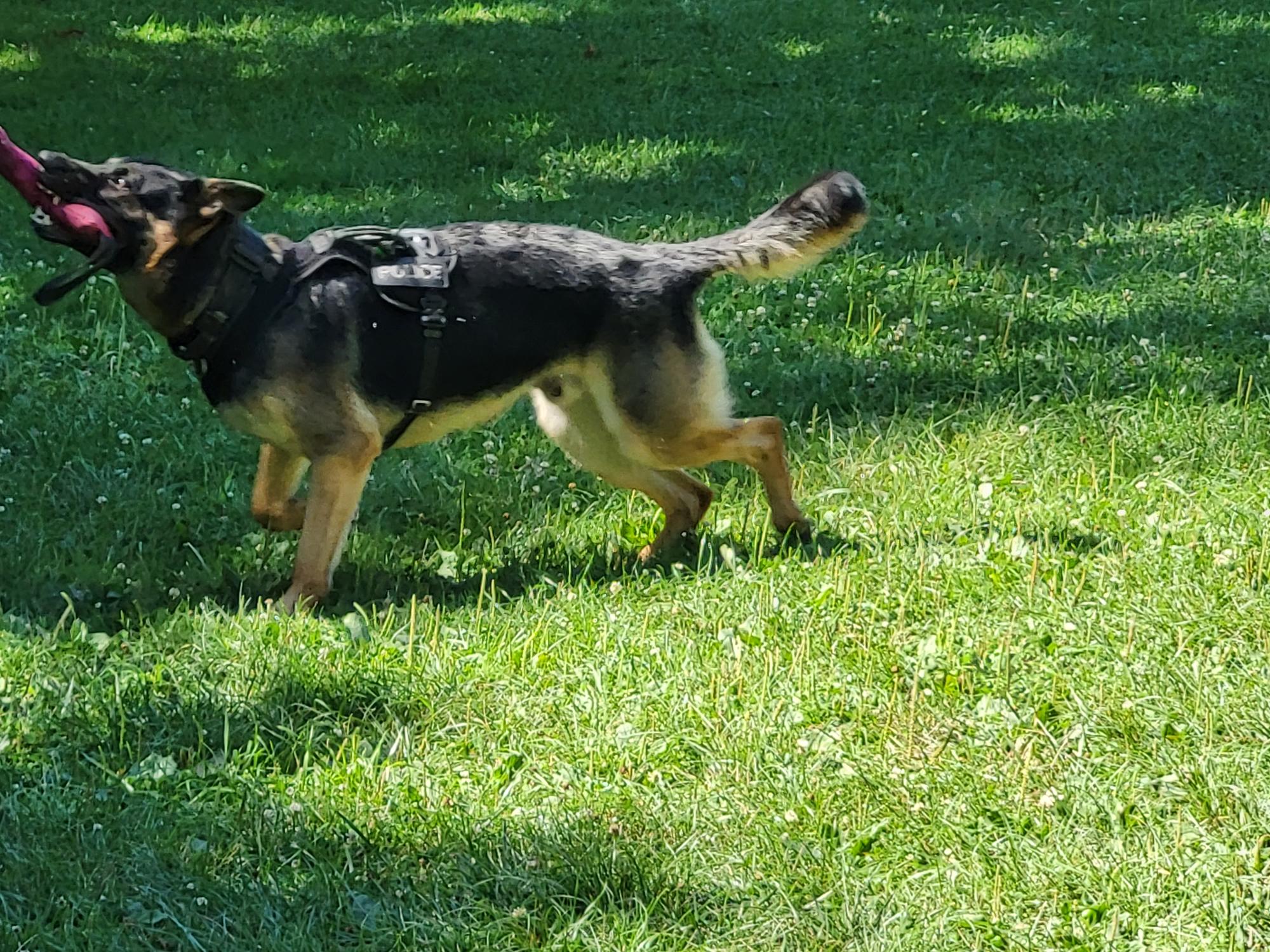 Démonstration de la brigade des chiens de Police 2022