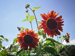 Cuisine dans le potager bio