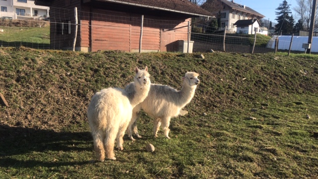 Ferme de Platton - Une demi-journée dans la peau d'un petit fermier 2020