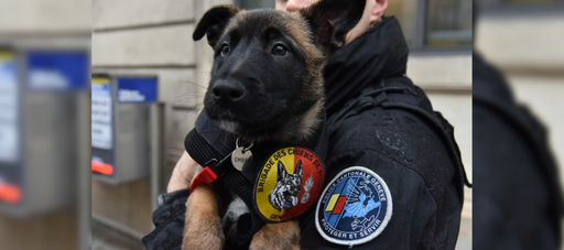 Présentation de la brigade de chiens de police cantonale de Genève 2021