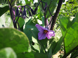 Cuisine dans le potager bio