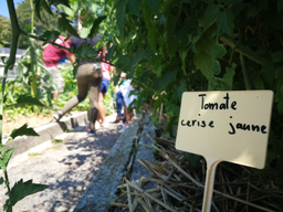 Cuisine dans le potager bio