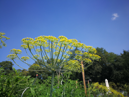 Cuisine dans le potager bio