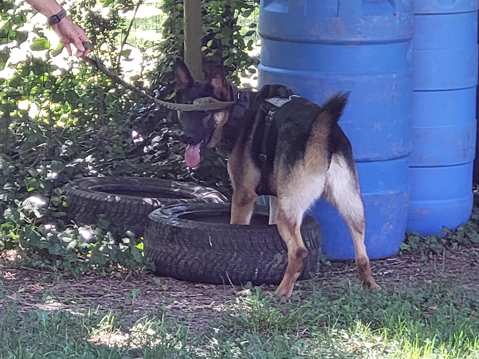 Démonstration de la brigade des chiens de Police 2022