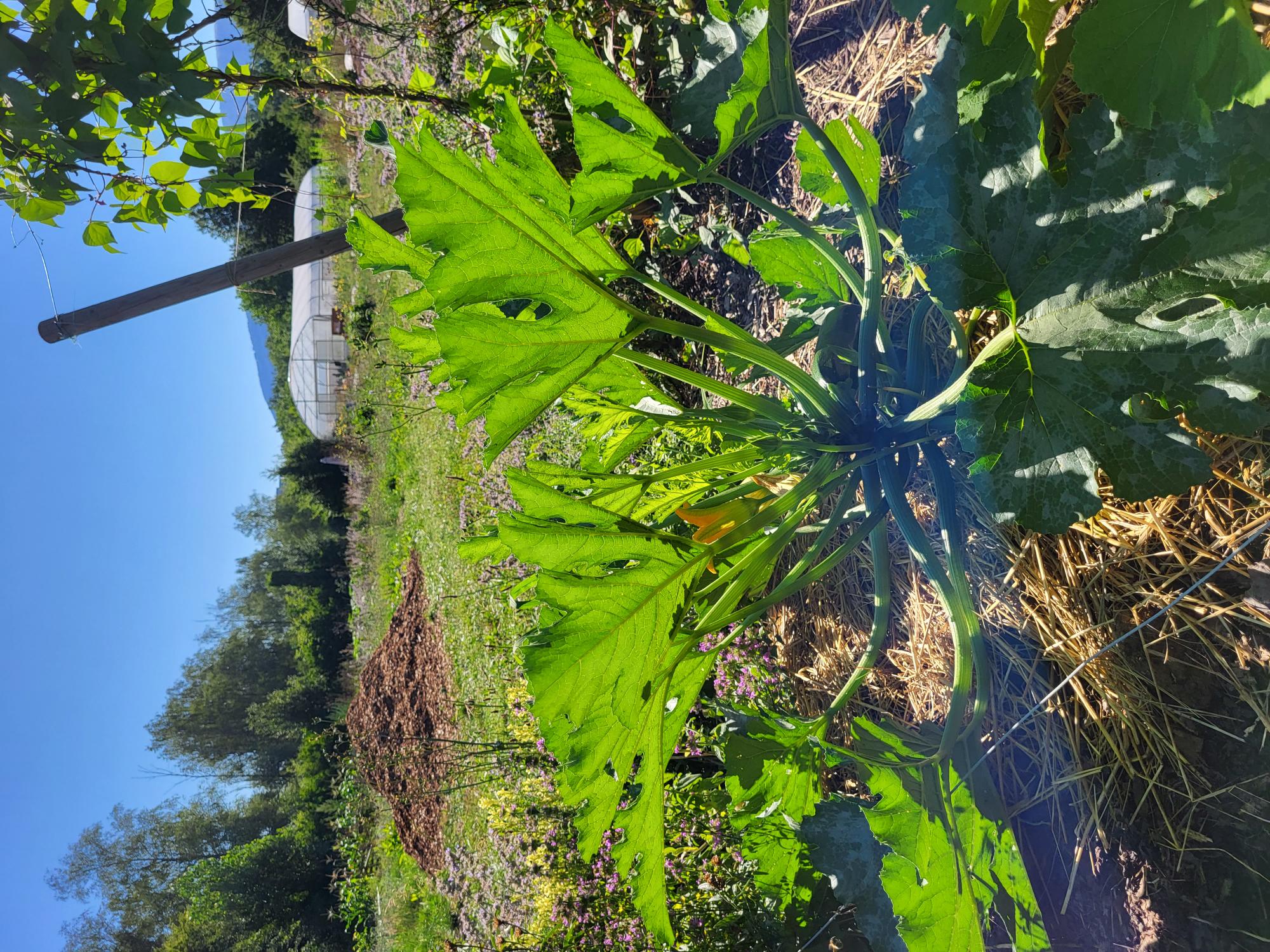 Initiation au jardinage 2022