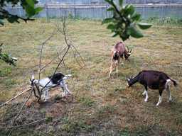 Découverte du métier de gardien d'animaux