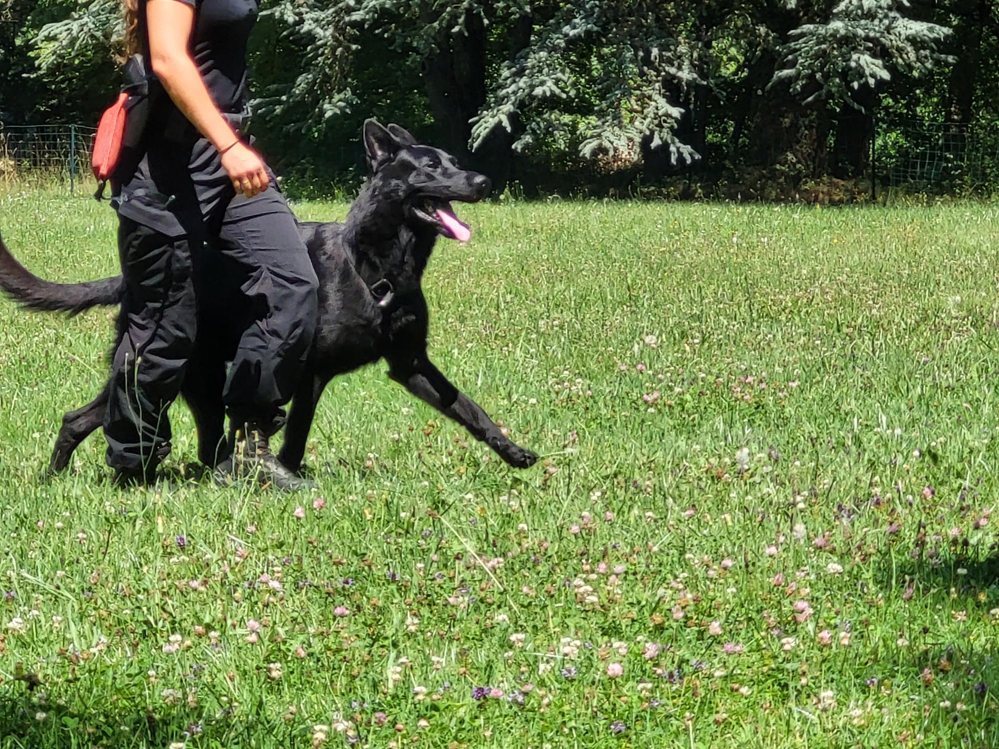 Démonstration de la brigade des chiens de Police 2022