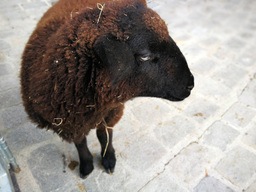 Découverte du métier de gardien d'animaux