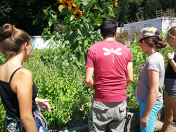 Cuisine dans le potager bio