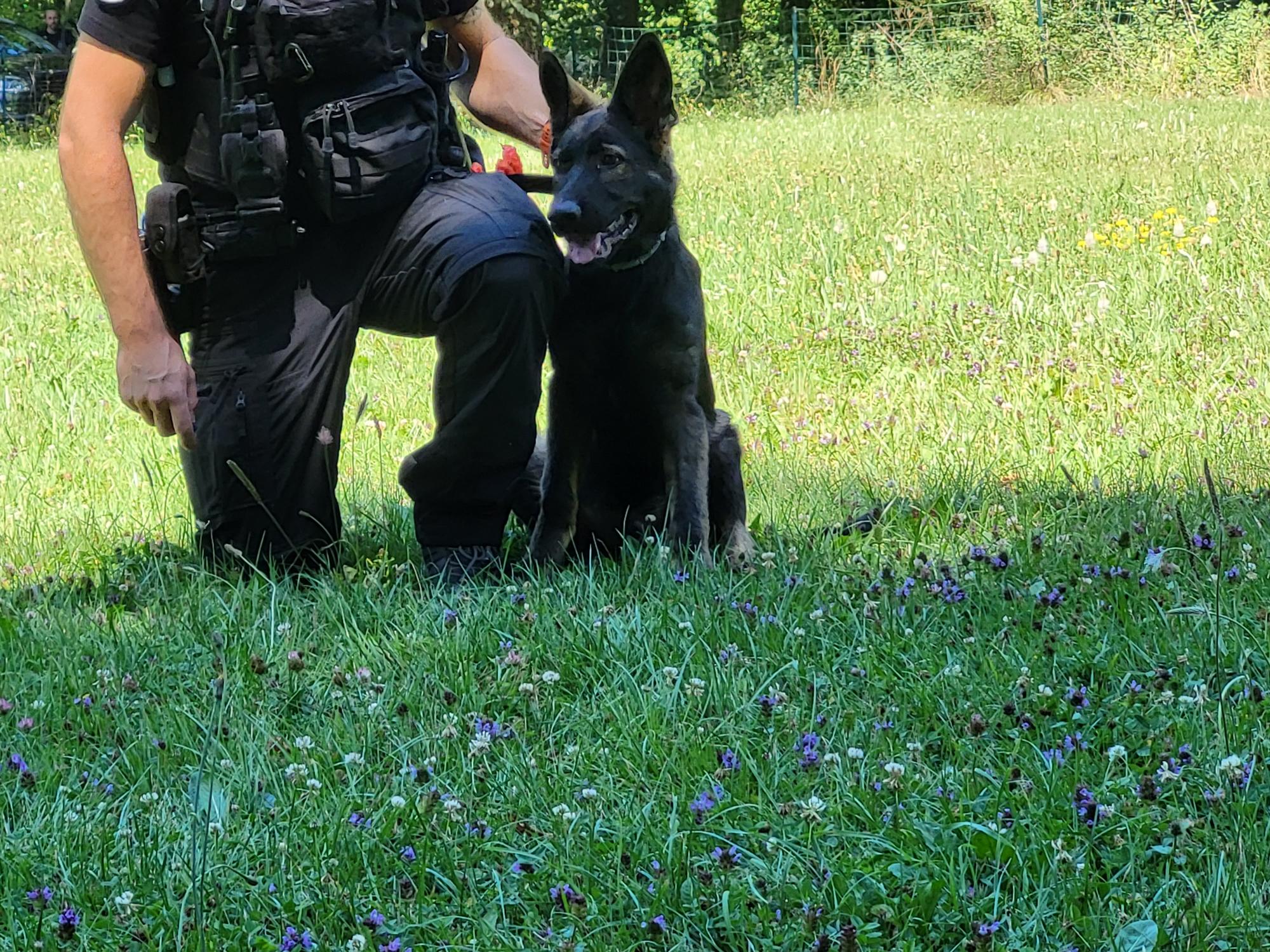 Démonstration de la brigade des chiens de Police 2022