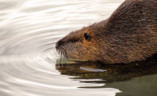 Animaux et plantes de la rivière 2021
