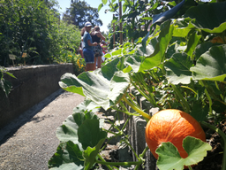 Cuisine dans le potager bio