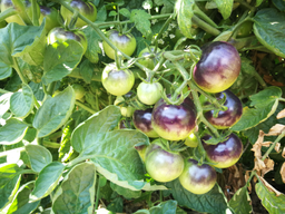 Cuisine dans le potager bio
