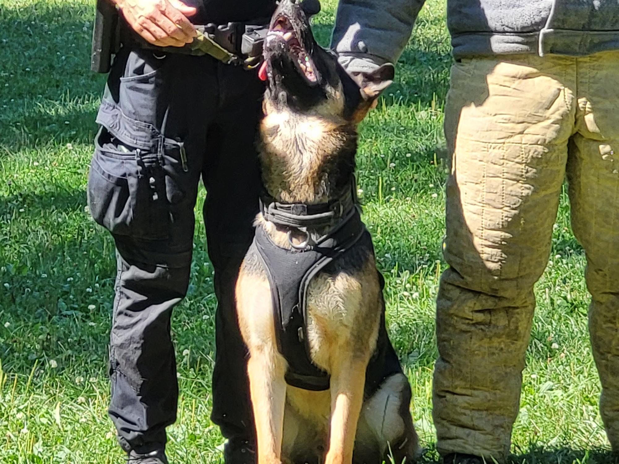 Démonstration de la brigade des chiens de Police 2022