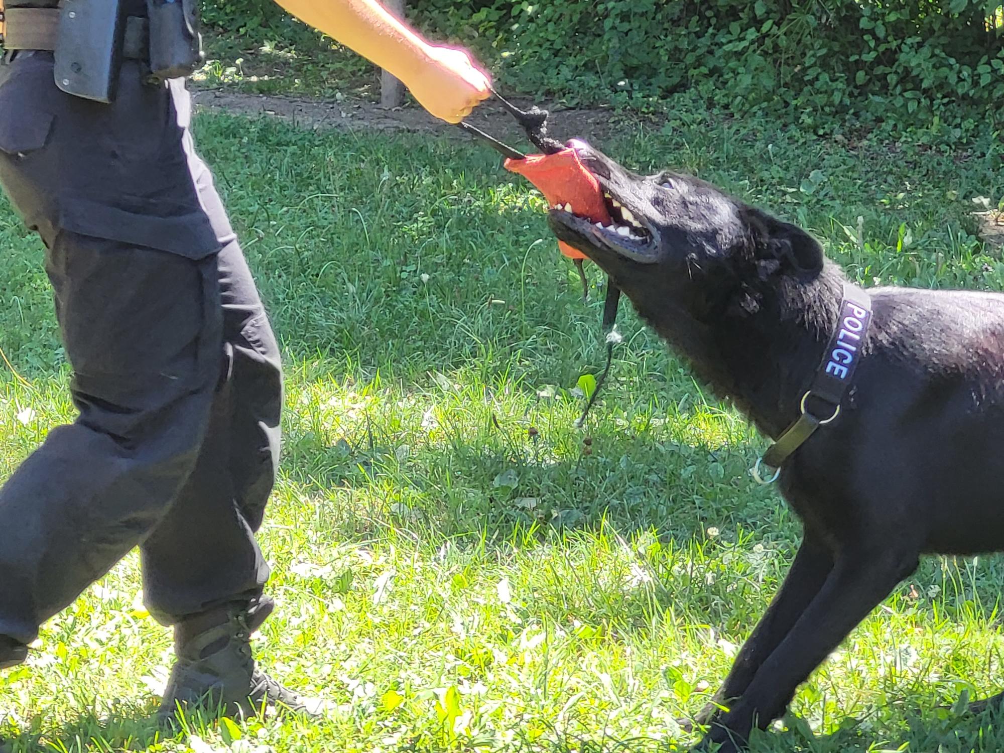 Démonstration de la brigade des chiens de Police 2022