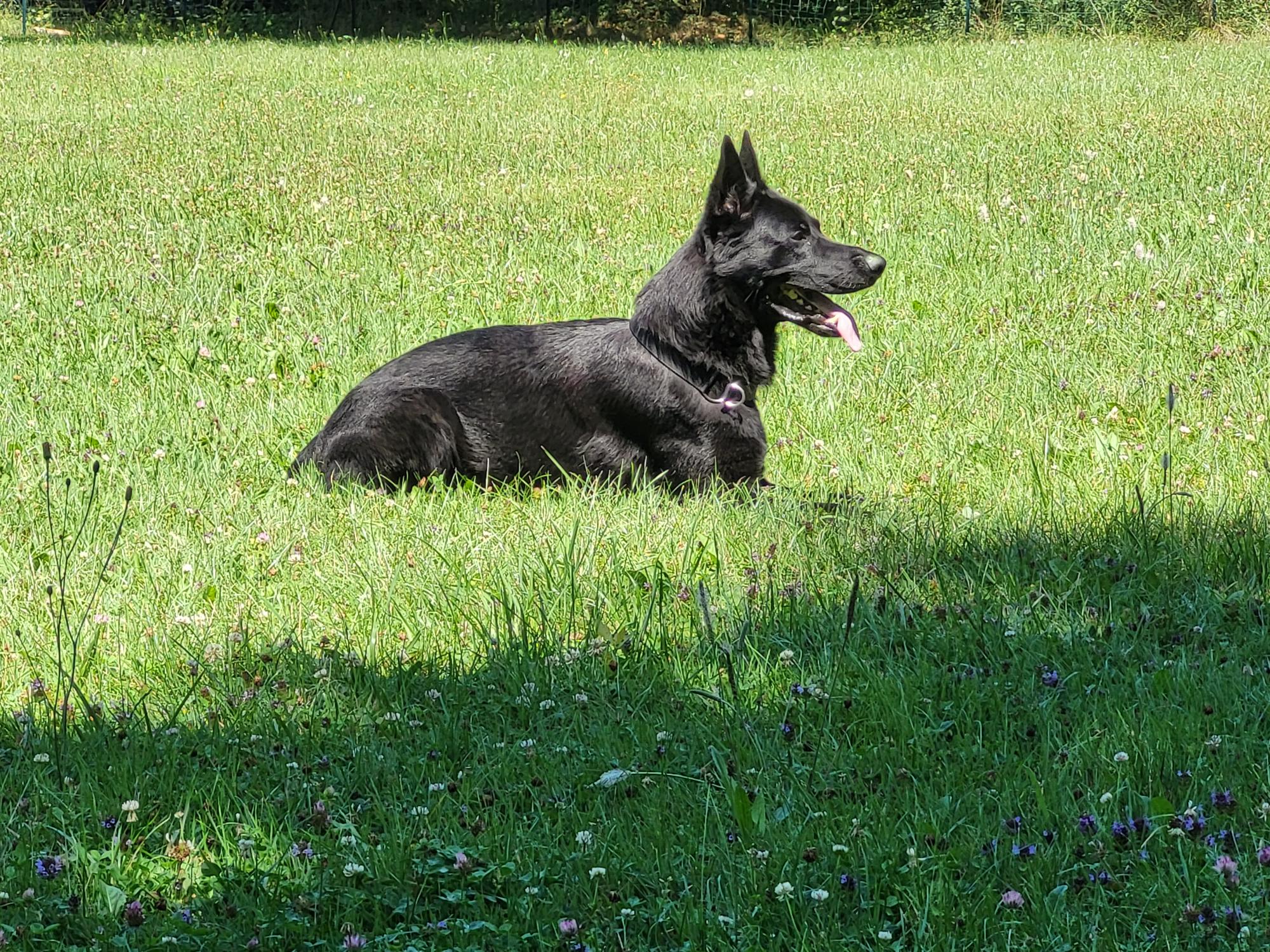 Démonstration de la brigade des chiens de Police 2022