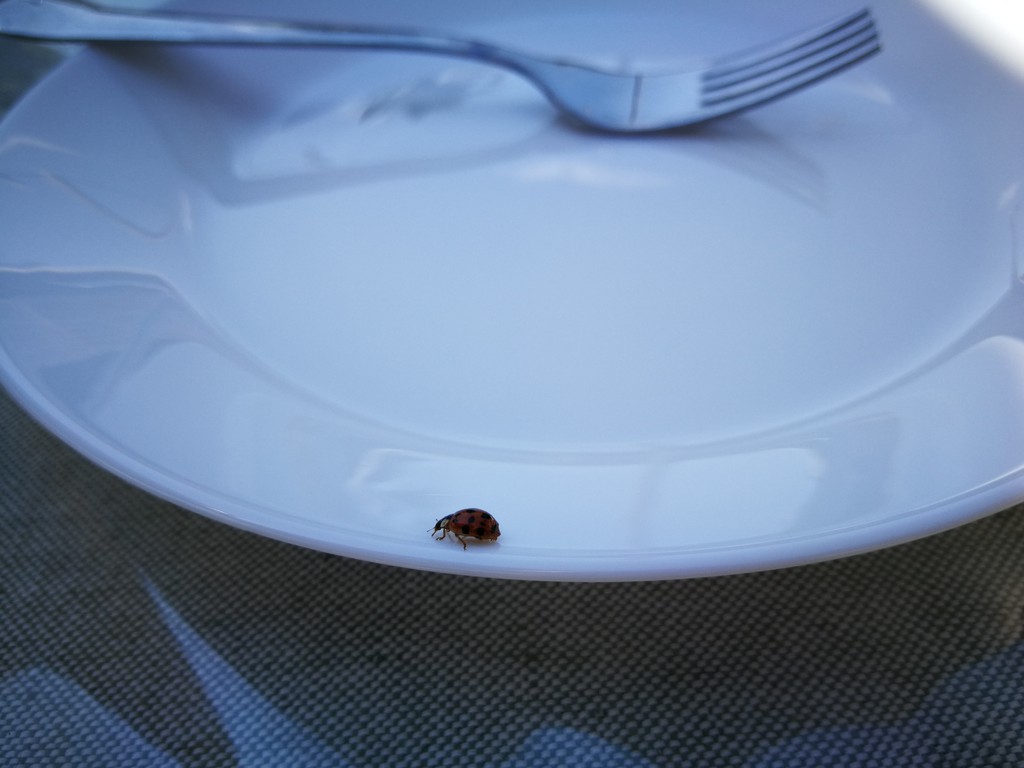 Cuisine dans le potager bio