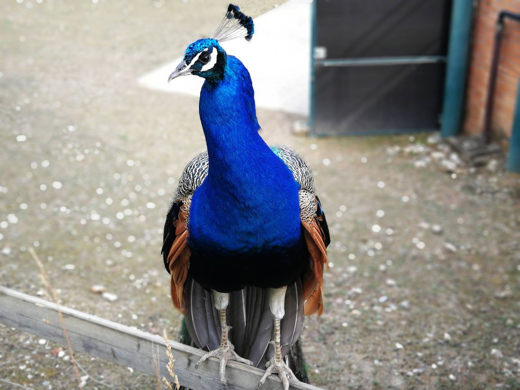Découverte du métier de gardien d'animaux